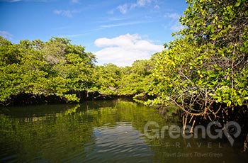 Black Turtle Cove - Galapagos