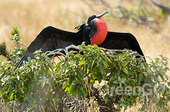 Cerro Tijeretas - Galapagos