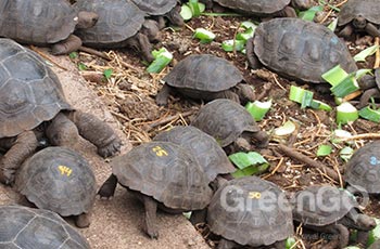 Charles Darwin Station - Galapagos