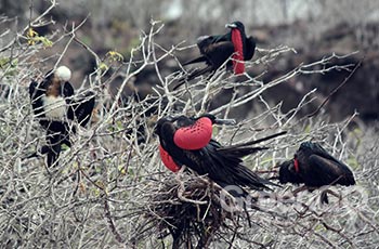 Darwin Bay - Galapagos