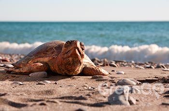 Espumilla Beach - Galapagos