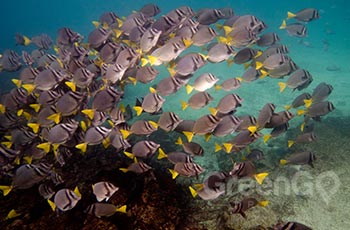 Floreana Islets