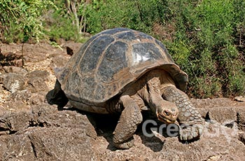 Galapaguera Colorado Hill - Galapagos