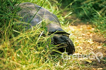 Galapaguera Natural - Galapagos