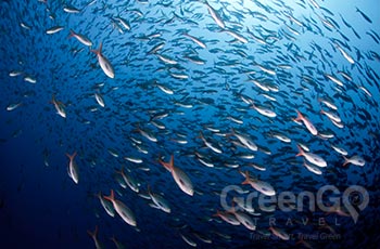 Gardner & Osborn Islets - Galapagos