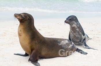 La Loberia - Galapagos