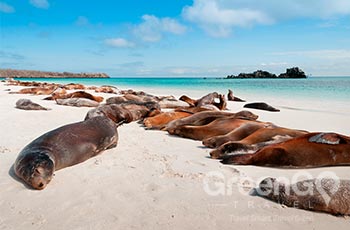 Mosquera Island - Galapagos