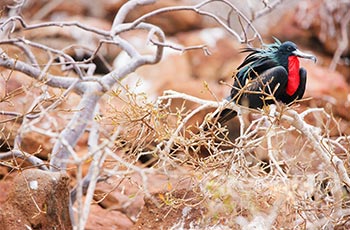 North Seymour Island - Galapagos