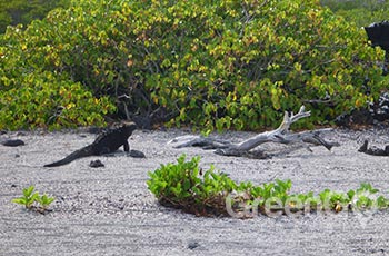 Punta Albemarle - Galapagos