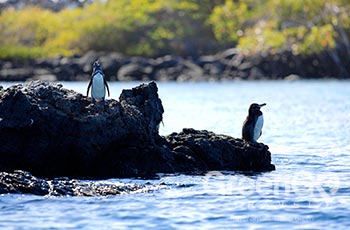 Punta Espinoza - Galapagos
