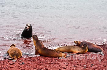 Rabida Island - Galapagos
