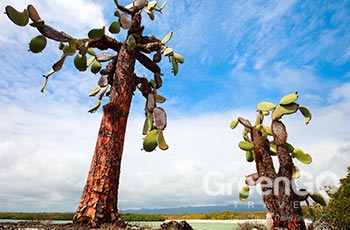 Santa Fe Island - Galapagos