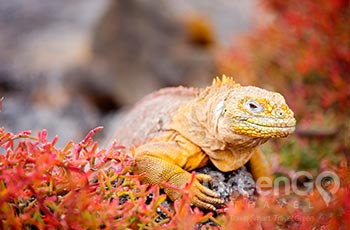 South Plazas Island - Galapagos