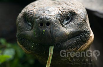 Tortoise Breeding Station - Galapagos