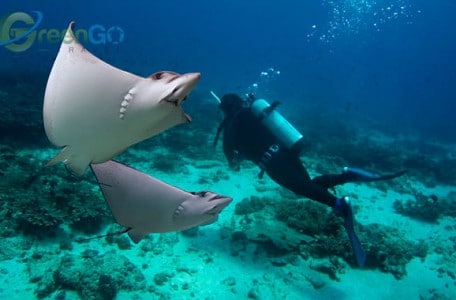 North-Seymour-Diving
