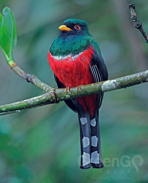 Tandayapa Lodge Bird