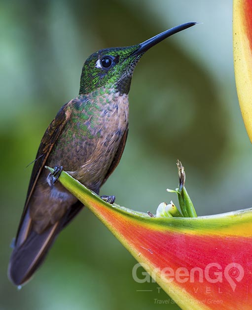 Bellavista Hummingbird