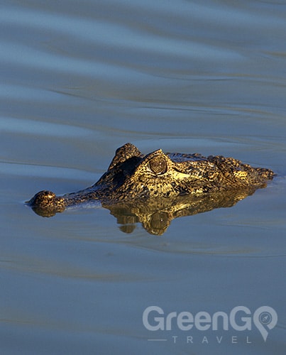 Cuyabeno Reserve Alligator Cuyabeno Reserve Alligator