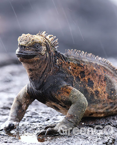 Galapagos marine iguana Galapagos marine iguana