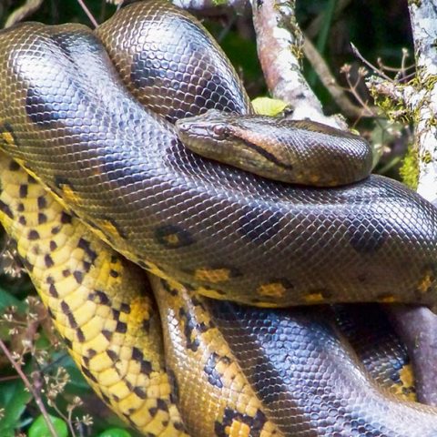 Anakonda Amazon Cruise: Amazon Rainforest - GreenGo Travel