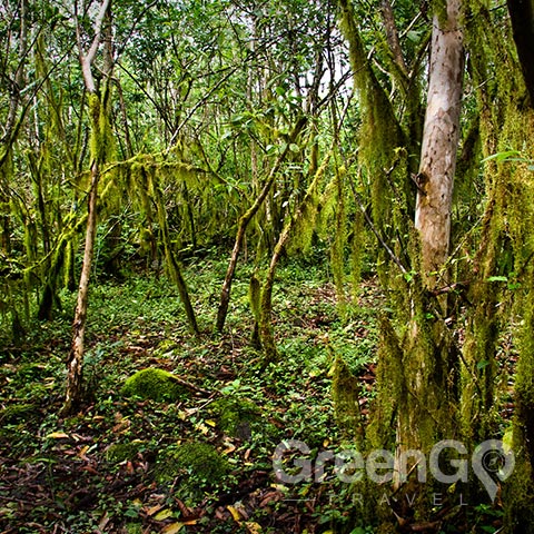 Bugs in Galapagos - Galapagos Mossy Forest