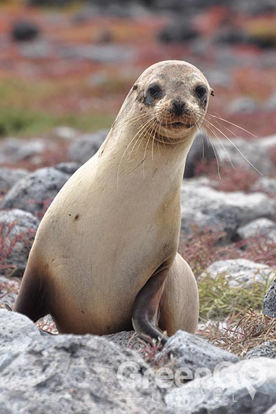 galapagos-vs-caribbean-sea-lion