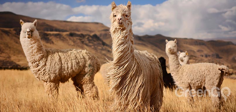 machu-picchu-weather-llamas