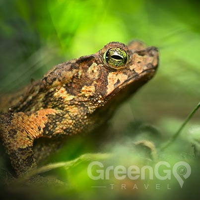 Ecuador Amazon cruise- expolore