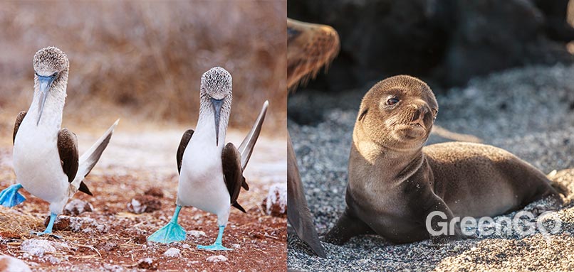 elite galapagos cruise airfare -Choosing an Itinerary