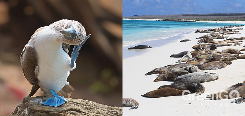alya galapagos cruise in 2019 - introducction alya galapagos cruise in 2019