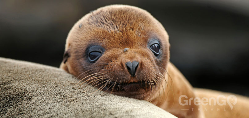 Fur seal