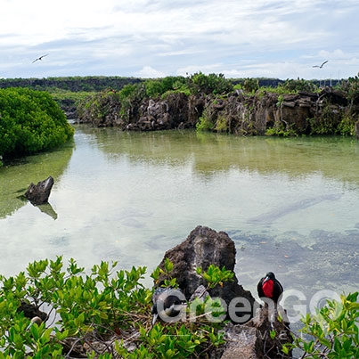 Elite-Galapagos-Cruise-in-2019-Genovesa+Darwin-Bay