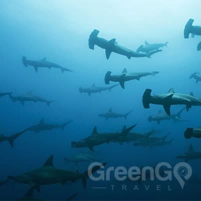 Benefits-Aboard-the-Calipso-Galapagos-Diving-Cruise--School-of-Hammerhead-Sharks