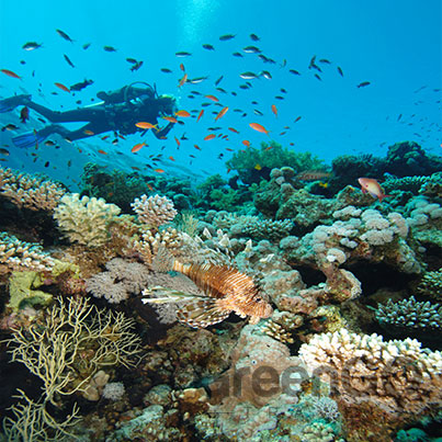 Benefits-Aboard-the-Calipso-Galapagos-Diving-Cruise---Scuba-Diving-in-the-Galapagos
