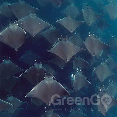 a group of many rays swimming together in the Galapagos
