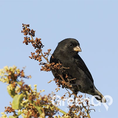 Evolution-in-the-Galapagos-Ground-Finch