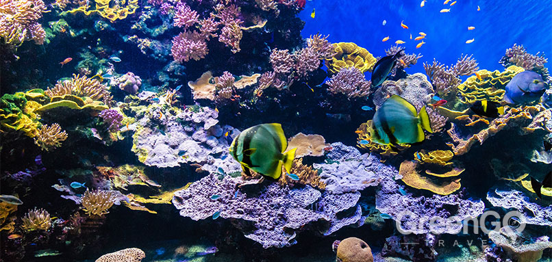 Galapagos Reef
