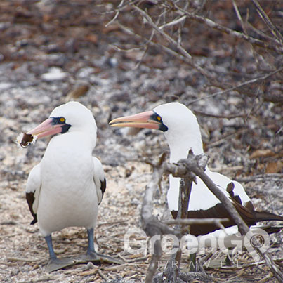 Galapagos-Boobies-sharing-sticks