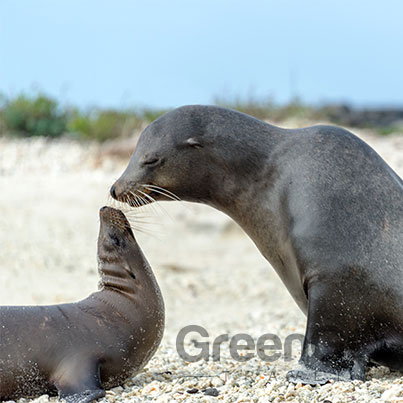 Highlights-of-The-Sea-Star-Journey-Galapagos-Galapagos-Sea-Lion-and-baby
