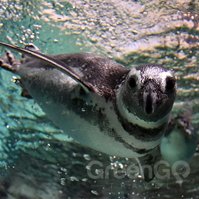Galapagos-Penguin-swimming