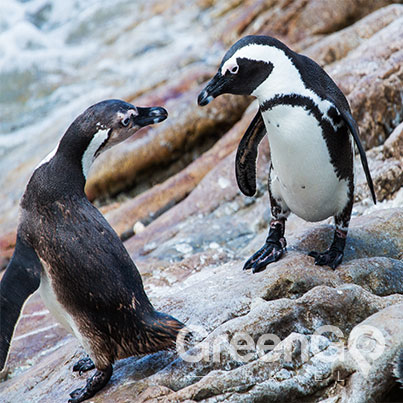 Highlights-of-the-Camila-Galapagos-Cruise--Galapgos-Penguins-dancing