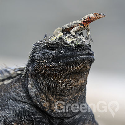 Iguana-with-lizard-on-it's-head