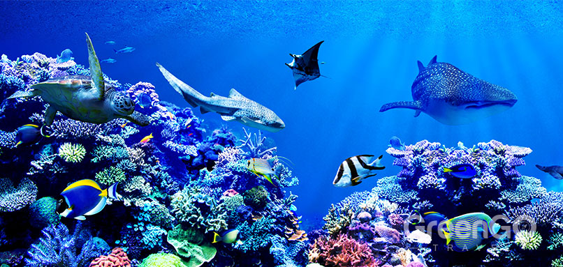 coral reef