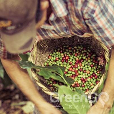 Sustainable-Travel-to-the-Galapagos-Islands-Ecuadorian-coffee