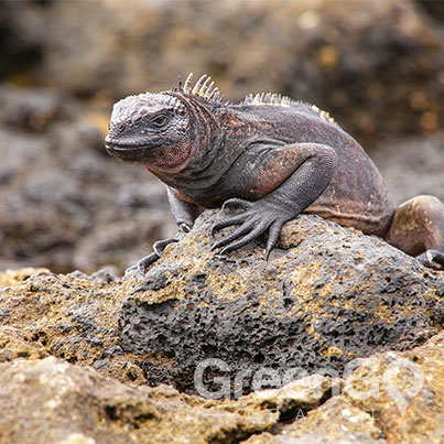 Tip-Top-V-Galapagos-Cruise-Highlights-Galapagos-Iguana