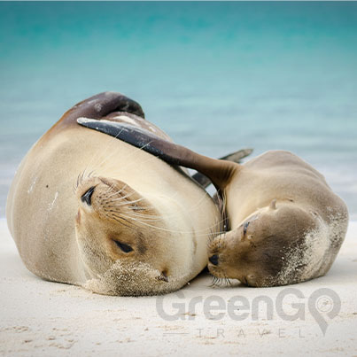 Tip-Top-V-Galapagos-Cruise-Highlights