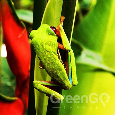 Weather-in-the-Amazon-Rainforest-Bright-green-tropical-frog