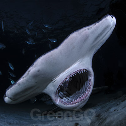 Hammerhead shark