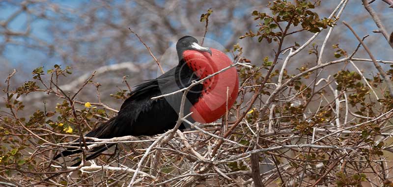 Darwin-Bay - Galapagos Islands