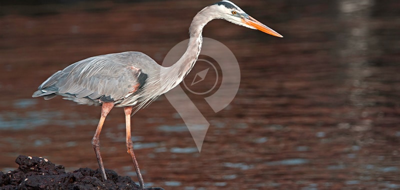ElizabethBay - Galapagos Islands